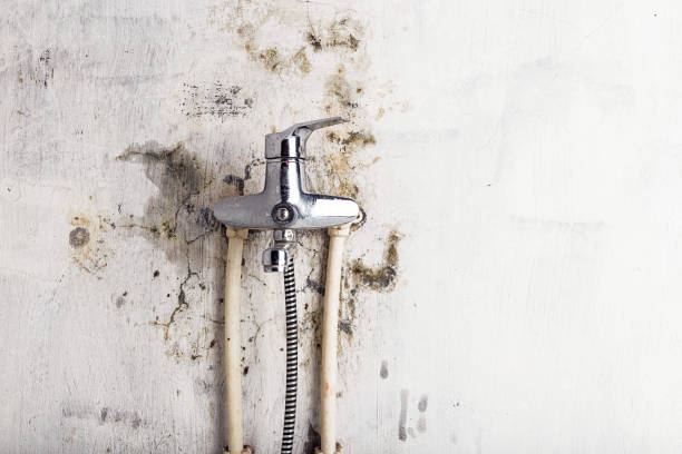 Best Mold Remediation  in Medpolis, IA