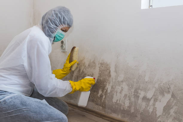 Best Toxic Mold Removal  in Medpolis, IA
