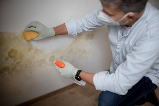 Best Residential Mold Removal  in Medpolis, IA