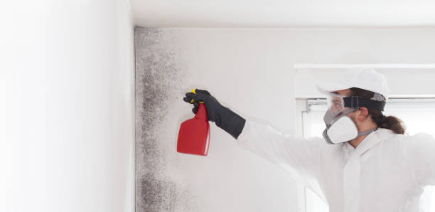 Best Commercial Mold Removal  in Medpolis, IA
