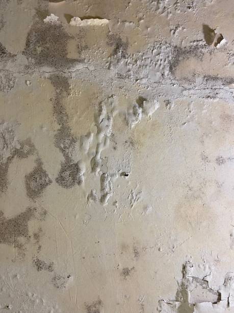 Best Professional Mold Removal  in Medpolis, IA