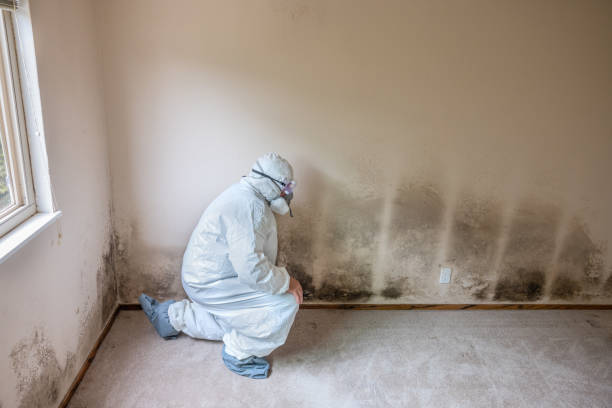 Mold Testing and Removal in Mediapolis, IA