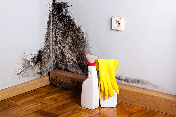 Best Crawl Space Mold Removal  in Medpolis, IA