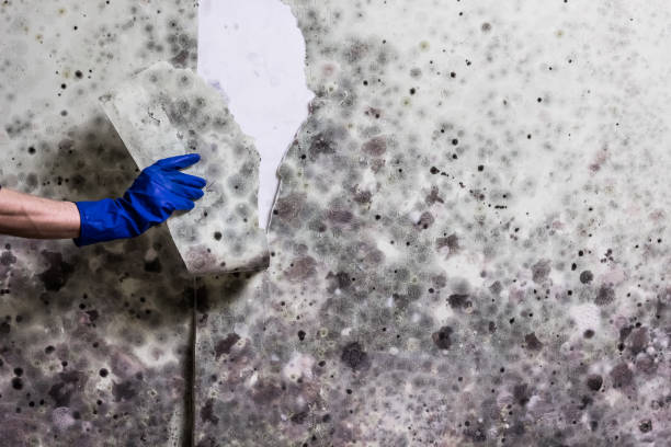 Best Fast Mold Removal  in Medpolis, IA